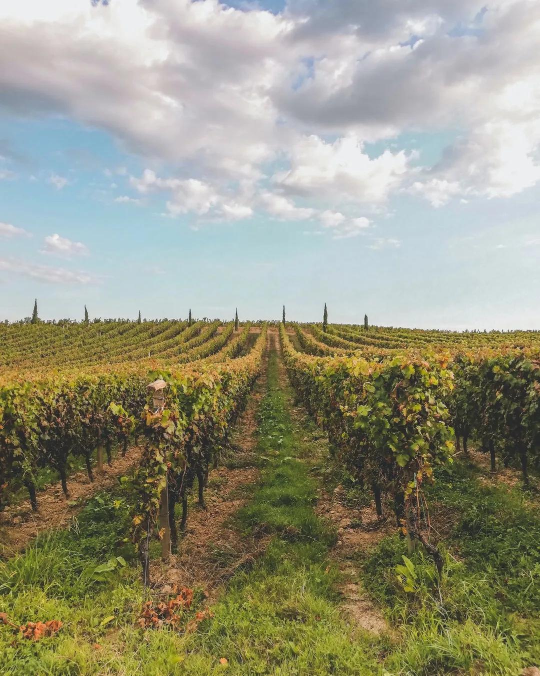 3794 french vineyard honeymoon